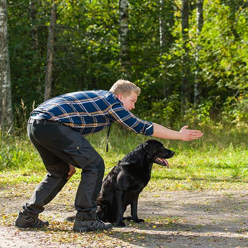 Hundetraining