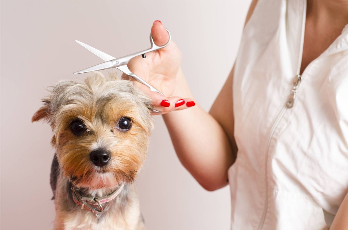 Haustierpflege bei Tierfreunde