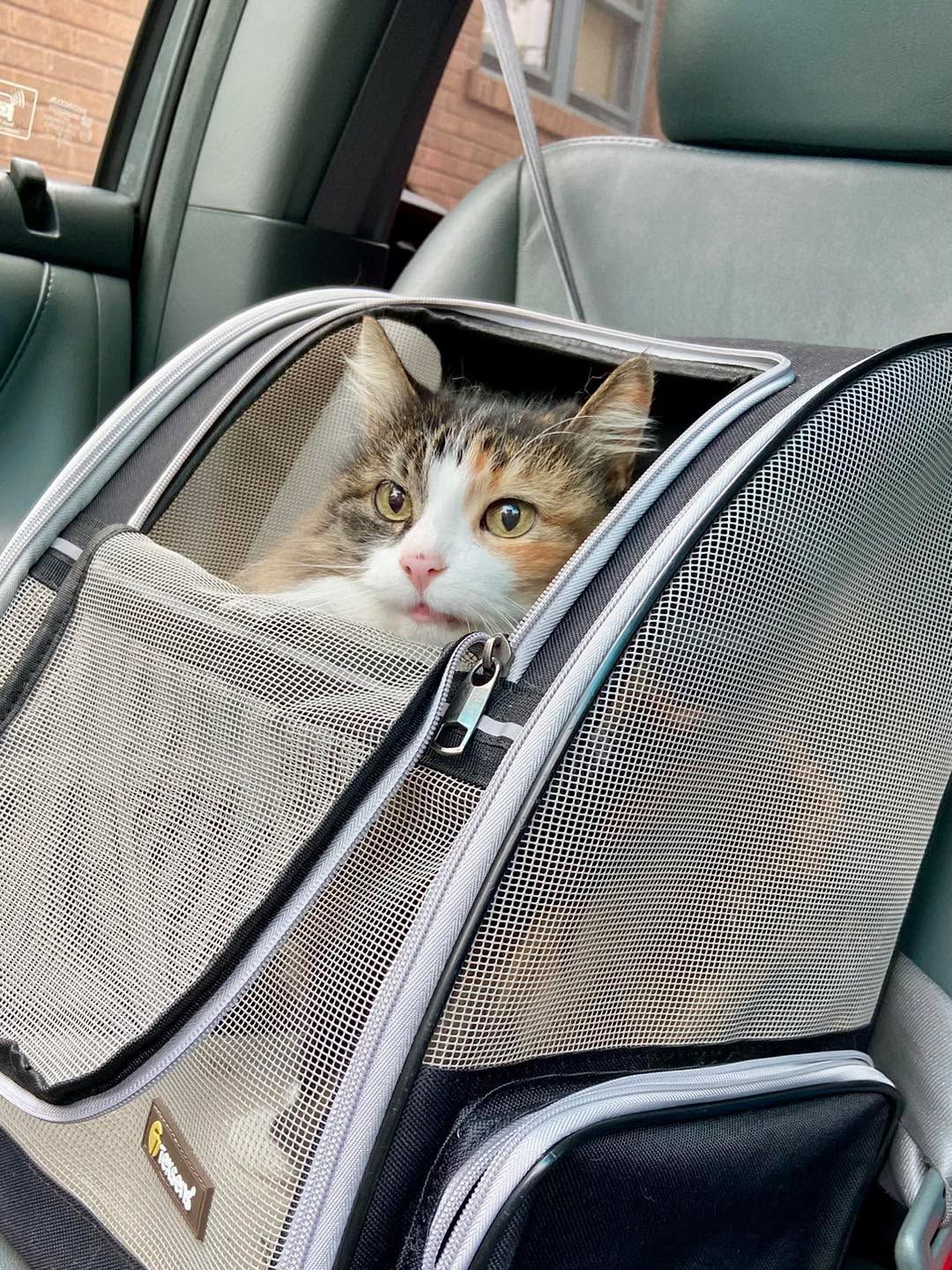 Katzentransport
